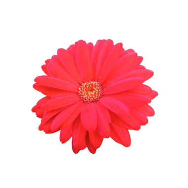 Üst veiw, brigness tek papatya çiçeği kırmızı çiçek beyaz arkaplan izole çiçek stok fotoğrafı veya illüstrasyon için, yaz bitkileri