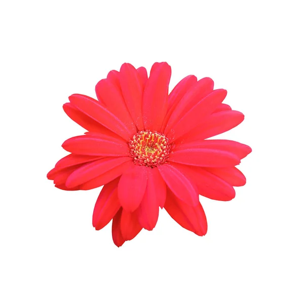 Veiw Superiore Brigness Singolo Fiore Margherita Fiore Colore Rosso Fioritura — Foto Stock
