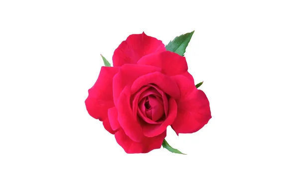 Primo Piano Fiori Rose Rosse Fioritura Isolata Sfondo Bianco Foto — Foto Stock