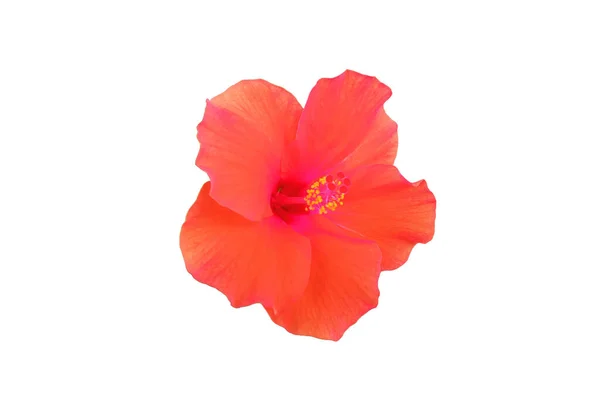 Zbliżenie Pomarańczowy Czerwony Kolor Hibiskus Kwiat Kwiat Kwitnący Izolowany Białym — Zdjęcie stockowe