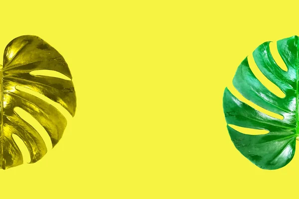 Верхний Фаянс Яркие Свежие Два Монстра Золотистый Зеленый Лист Цвета — стоковое фото