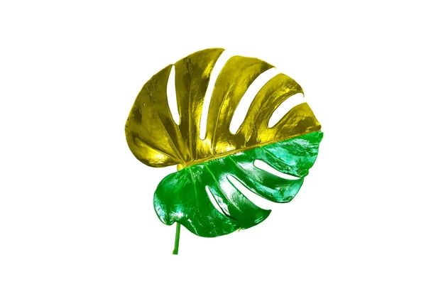 Top Veiw Brilhante Fresco Monstera Única Folha Cor Dourada Verde — Fotografia de Stock