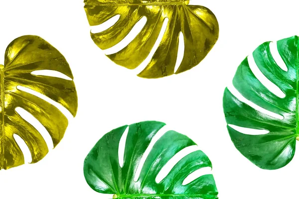 Üst Veiw Parlak Taze Canavar Altın Yeşil Renkli Yaprak Çerçeve — Stok fotoğraf