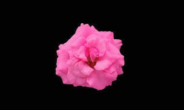 Yakın plan, çiçek açan pembe güller stok fotoğrafı ya da reklam ürünü için siyah arka planda izole edilmiş aşk çiçekleri, çiçek yaz, sevgililer günü, hediye