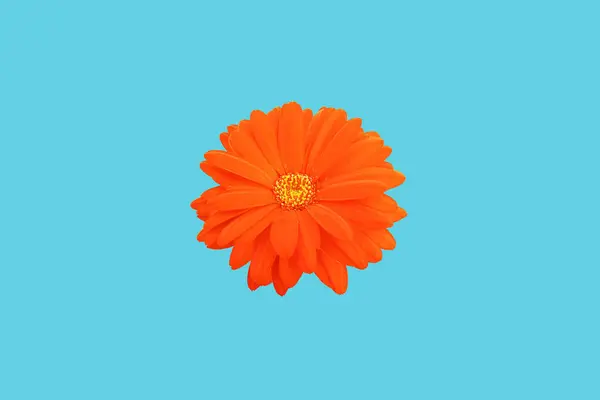 Top Veiw Brigness Ενιαίο Λουλούδι Μαργαρίτα Πορτοκαλί Κίτρινο Χρώμα Ανθίζει — Φωτογραφία Αρχείου