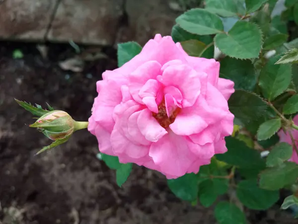 Primeros Planos Rosas Rosadas Flor Flor Que Florece Fondo Borroso — Foto de Stock