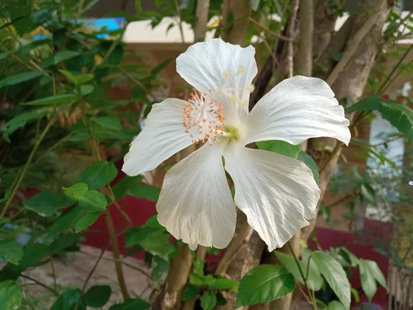 Крупный План Белый Гибискус Цветок Цветущий Дереве Размытый Зеленый Лист — стоковое фото
