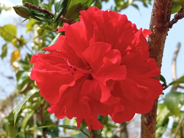 Zbliżenie Czerwony Hibiskus Kwiat Kwitnący Drzewie Rozmazane Zielone Tło Liści — Zdjęcie stockowe
