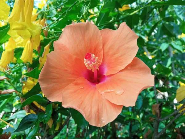 Zbliżenie Pomarańczowy Kwiat Hibiskusa Kwitnący Drzewie Rozmazane Zielone Tło Liści — Zdjęcie stockowe
