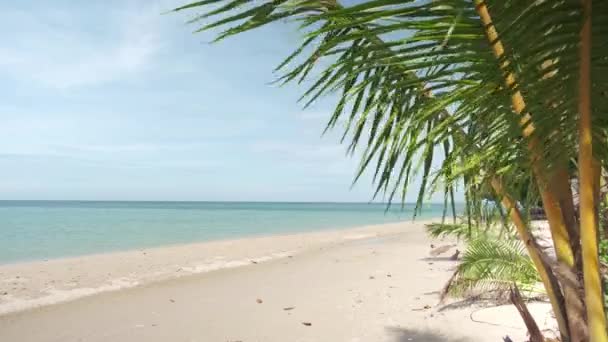 Praia de areia branca com água azul e céu com coqueiro jovem — Vídeo de Stock