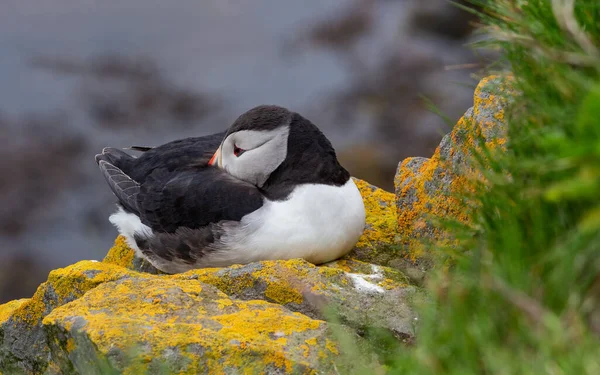 Puffin ül egy sziklán. Izland — Stock Fotó