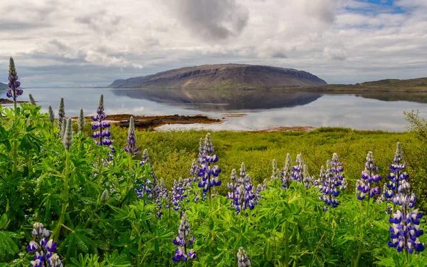 Дикие цветы красивой голубой люпин. Исландия — стоковое фото