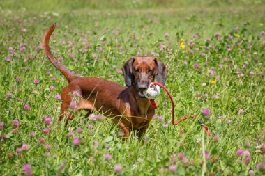 Standard smooth-coated dachshund playing with a toy in a blooming meadow