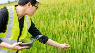 Tarım araştırmaları için yeşil pirinç tarlasını dijital tabletle inceleyen Asyalı erkek tarım mühendisi ya da tarım mühendisi. Tarım ve teknoloji kavramları