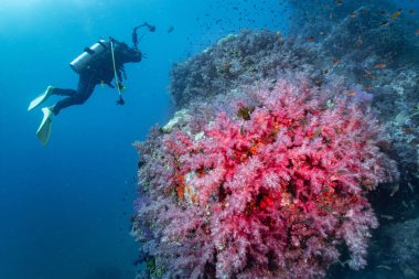 Pembe yumuşak mercan ve dalgıç Richelieu Rock dalış alanında kamera tutuyor. Tayland 'da egzotik sualtı manzarası