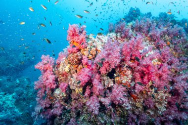 Pembe yumuşak mercan ve balık Richelieu Kaya dalış alanında, Kuzey Andaman. Tayland 'da egzotik sualtı manzarası