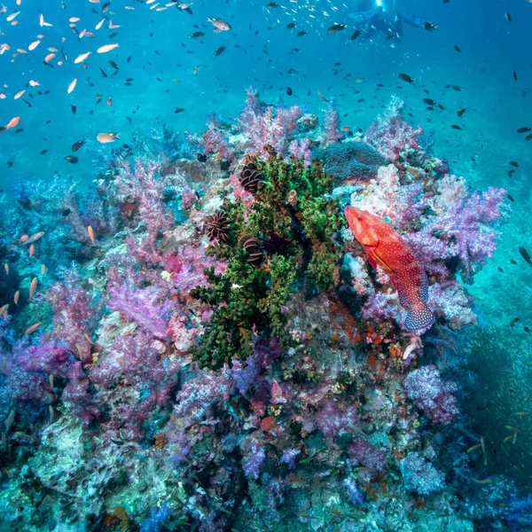 Colorful soft coral and Coral Grouper fish or Cephalopholis miniata at Richelieu Rock dive site, North andaman. Exotic underwater landscape in Thailand