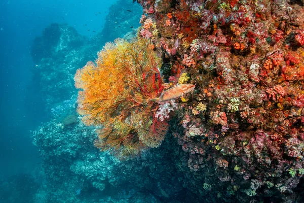 Turuncu Mercan Resifi Mercan Orfoz Balığı Kuzey Andaman Dalış Alanında — Stok fotoğraf