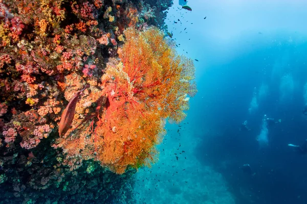 Πορτοκαλί Κοραλλιογενή Ύφαλο Και Κοραλλιογενή Grouper Ψάρια Cephalopholis Miniata Στη — Φωτογραφία Αρχείου