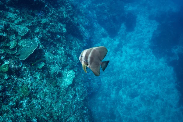 Teira Batfish Platax Teira Nadando Oceano Azul Vida Marinha Criaturas — Fotografia de Stock