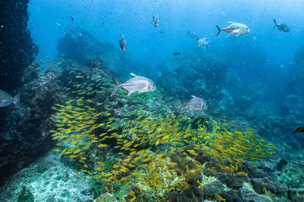 Crevalle Jack Fish Yellow Striped Snapper Richelieu Rock Andaman Sea — Foto Stock
