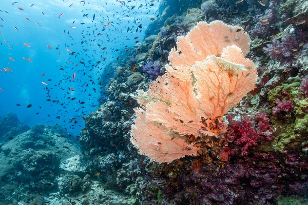 Kuzey Andaman Daki Ünlü Dalış Alanı Richelieu Rock Güzel Bir — Stok fotoğraf