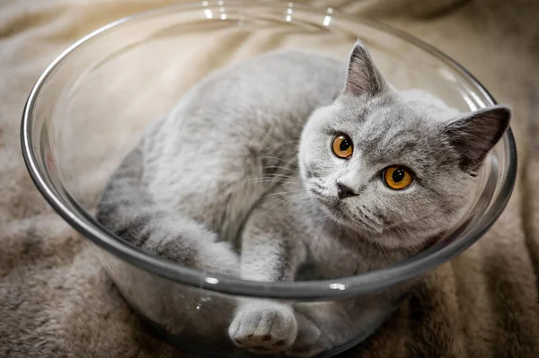 Сірий Британський Короткохвостий Кіт Лежав Скляній Посудині Вдома Милий Домашній — стокове фото