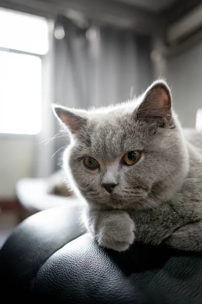 Сірий Британський Короткохвостий Кіт Відпочиває Вдома Шкіряному Стільці Милий Домашній — стокове фото