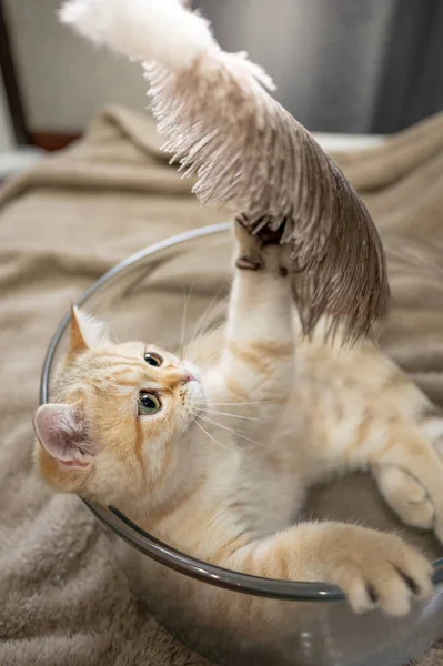Golden Chinchilla British Shorthair Кіт Лежав Скляній Мисці Граючи Пір — стокове фото
