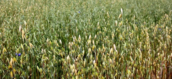 Äter Ung Grön Makro Havre Fältet Vegetabilisk Jordbruksindustri — Stockfoto