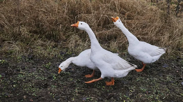 Tres Gansos Blancos Están Caminando Prado Paseo Gansos Aire Libre — Foto de Stock