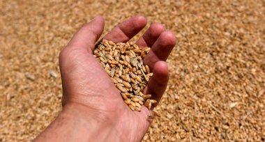 Buğday taneleri yakın görüntü mükemmel