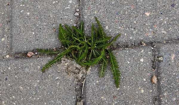 Büyüme tuğla işini yardı. Çevre yolunun yanındaki kaldırımda. Doğa, insan faaliyetlerinin izlerini emer..