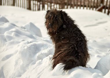 Cute dog waiting for food. Black dog on white snow. The homeless dog is sad.