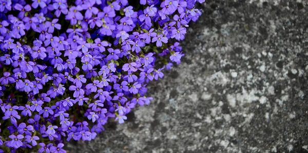 Plíživý phlox roste v létě na chodnících. — Stock fotografie