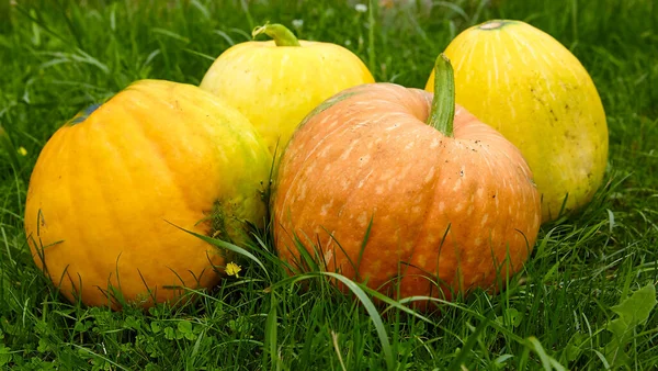 Kürbis im Garten, orange, groß und reif. — Stockfoto