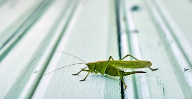 Bir evin duvarında yeşil bir çekirgenin yakın çekimi duruyor. Çekirgeler tepeye tırmanıyor..