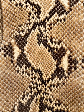 Kavrulmuş bir pitonun (Malayopython reticulatus) bronzlaşmış derisine yakın çekim. Pullar, renkler ve işaretler bu türe özgüdür. 
