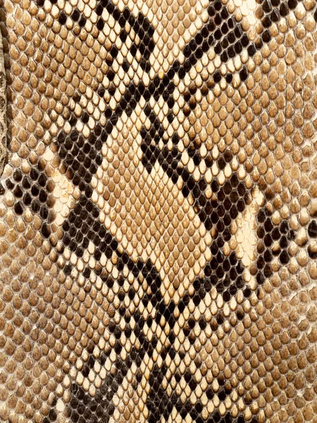 Close-up of the tanned skin of a reticulated python (Malayopython reticulatus). The scales, colors and markings are distinctive to this species