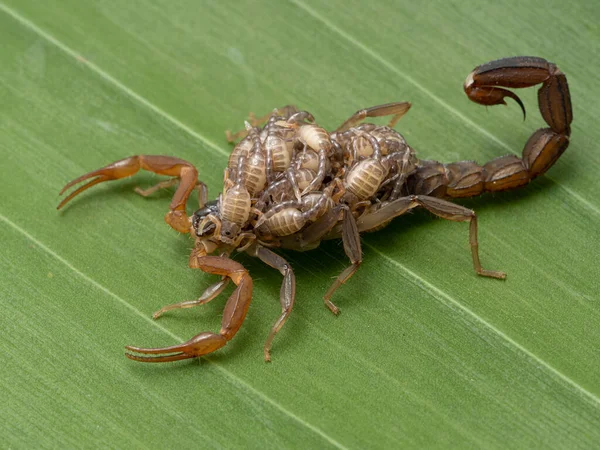 Vrouwelijke Parthenogenetische Indiase Schorpioen Lychas Tricarinatus Die Baby Zijn Rug — Stockfoto