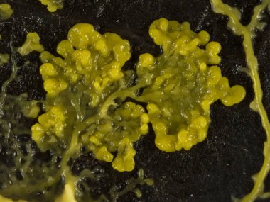 Ölü bir yaprak üzerindeki sarı bir balçık kalıbının (Physarum polycephalum) plasmodium 'a yakın çekim yaparak yiyecek arayışı içinde yayılır.