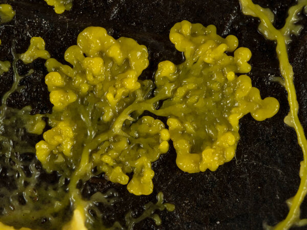 Close-up of the plasmodium of a yellow slime mould or slime mold (Physarum polycephalum) on a dead leaf as it spreads out in search of food