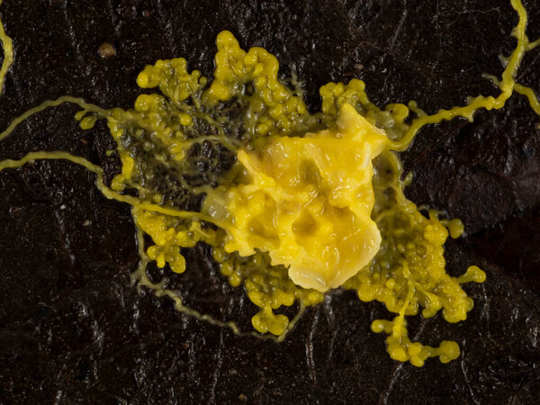 Yellow slime mould or slime mold (Physarum polycephalum) that has found and engulfed a piece of food on a dead leaf 