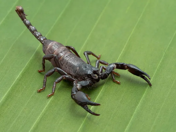 Scorpion Forestier Heterometrus Species Juvénile Asie Sur Une Feuille Banane — Photo