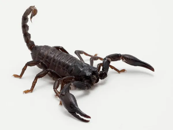 Escorpião Floresta Asiática Juvenil Espécie Heterometrus Isolado Sobre Branco — Fotografia de Stock