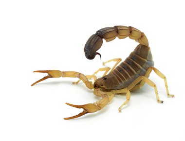 Son derece zehirli kokarca akrep, Androctonus australis, beyazın üzerinde izole. Kuzey Afrika ve Orta Doğu 'dan gelen bu tür en tehlikeli akreplerden biridir.