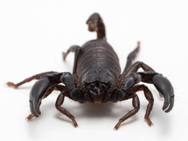 Genç bir Asya orman akrebinin (Heterometrus türünün) kameraya bakan görüntüsü, beyaz üzerine izole edilmiş.