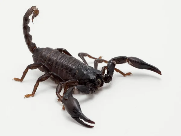 Młode Azjatyckie Skorpiony Leśne Gatunki Heterometrus Izolowane Białym — Zdjęcie stockowe