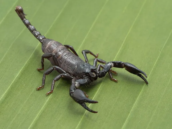 Jonge Aziatische Bosschorpioen Heterometrus Species Een Bananenblad Verschillende Soorten Schorpioenen — Stockfoto