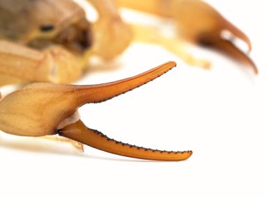 Son derece zehirli bir akrebin (Androctonus australis) pense (pedipalp) yakın çekimi, beyaz üzerinde izole. Kuzey Afrika ve Orta Doğu 'dan gelen bu tür en tehlikeli akreplerden biridir.